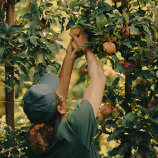 Bevande alla Mela - Melagorai