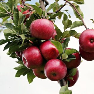 Succo di frutta